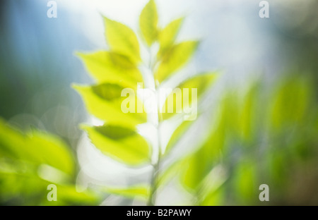 Klangschöne schließen lässt Hintergrundbeleuchtung frische grüne Feder gemeine Esche oder Fraxinus Excelsior Baum Stockfoto