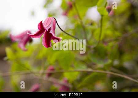 Clematis Texensis Herzogin von Albany Stockfoto