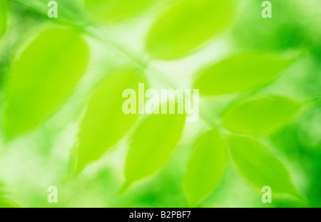 Klangschöne Nahaufnahme von hinterleuchteten frischen grünen Frühling Blatt der gemeine Esche oder Fraxinus Excelsior Baum mit Kuh Petersilie hinter Stockfoto