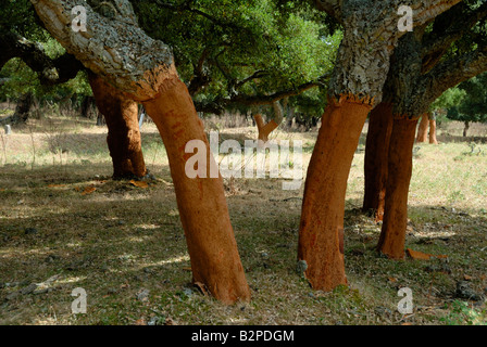 Kürzlich geernteten Korkeichen in Sardinien Stockfoto