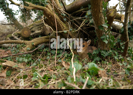 Baby-Muntjak versteckt im Garten Holz-Haufen Stockfoto