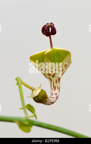 Laterne Blume (Ceropegia Haygarthii), Blume, Studio Bild Stockfoto