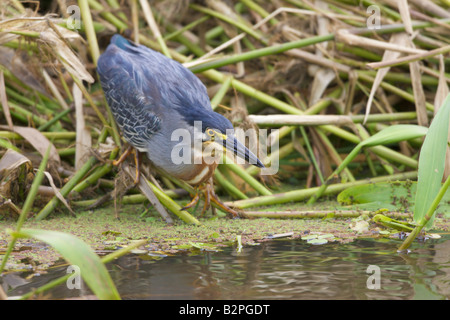 Greenbacked oder gekerbter Reiher Butorides striatus Stockfoto