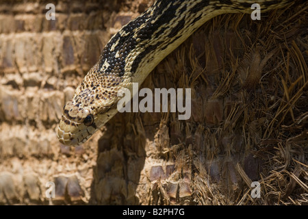 Eine Stier-Schlange, Pituophis Catenifer oder Gopher Snake schlängelt sich einer Palme in großen Morongo Schlucht zu bewahren. Stockfoto