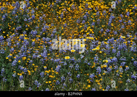 Goldfields Lasthenia sp Miniatur Lupine Lupinus bicolor Owl-s Klee Castilleja sp Cuyamaca CA 080518 30420 Stockfoto