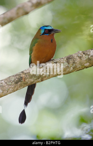 Blau gekrönter Motmot Momotus momota Stockfoto