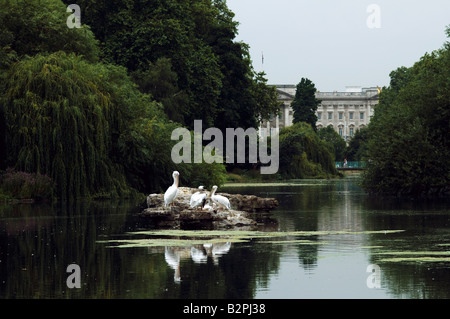 Pelikane in St James Park, London mit Buckinghampalast im Hintergrund Stockfoto