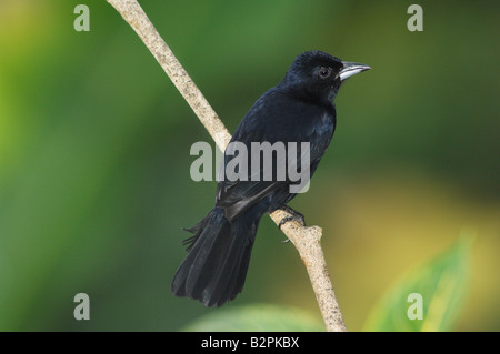 Weiß gesäumt Tanager Tachyphonus Rufus männlich Stockfoto