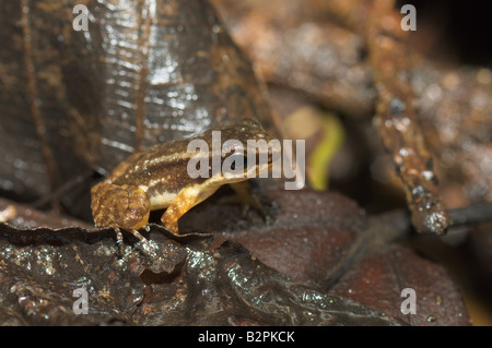 Yellow throated Frosch Mannophryne oder Colostethus Trinitatis männlich Stockfoto