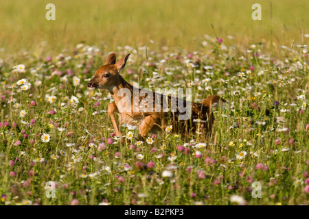 Whitetail Deer Odocoileus Virginianus Rehkitz laufen durch Wildblumen Stockfoto