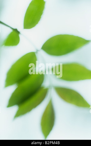 Klangschöne Nahaufnahme von hinterleuchteten frischen grünen Frühling Blatt der gemeine Esche oder Fraxinus Excelsior Baum hängen Stockfoto