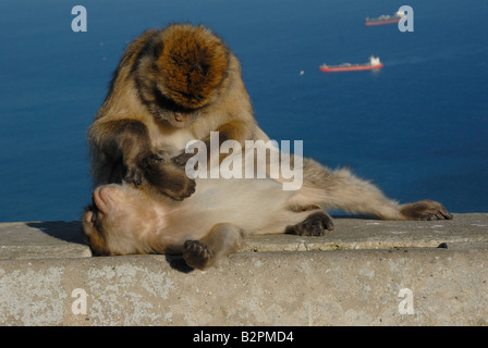 2 Berberaffen auf Felsen von Gibraltar mit einer Reinigung die anderen Pelz Stockfoto