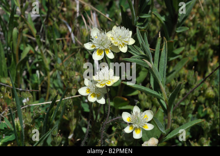 Creme Tassen Platystemon Californicus Cuyamaca CA 080518 30386 Stockfoto