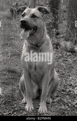 Ein schwarz-weiß Foto eines glücklichen Hundes sitzen in einem New-England-Wald, Blick in die Ferne. Stockfoto