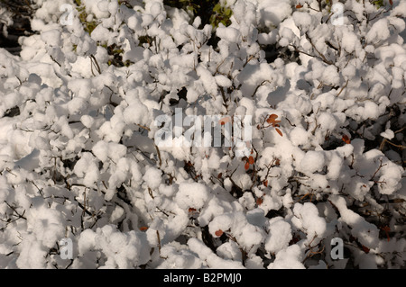 Manzanita Busch in einer Schicht aus leichten, flauschigen Schnee bedeckt. Stockfoto