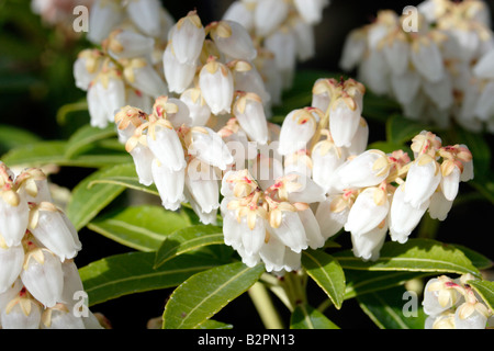 Pieris Stockfoto