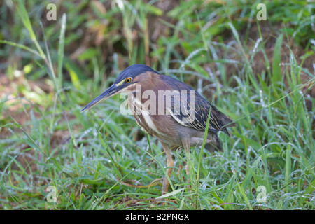 Greenbacked oder gekerbter Reiher Butorides striatus Stockfoto