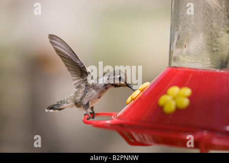 Eine weibliche Erwachsene Anna Kolibri, Calypte Anna, ernähren sich von Zuckerwasser aus einem Feeder an grosse Morongo Schlucht zu bewahren. Stockfoto