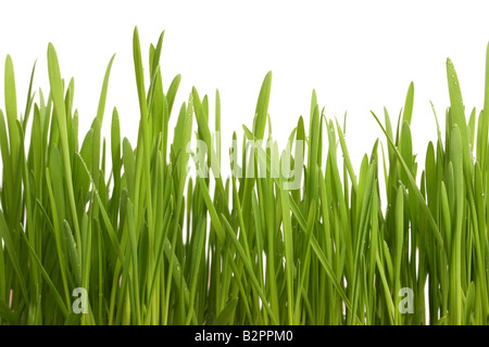 Junge saftige grüne Rasen auf einem weißen Hintergrund Stockfoto