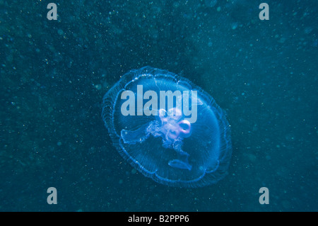 blau lila Quallen gleiten Kristall Quallen Rote Meer Brennnessel Fütterung ernähren Plankton Zooplankton Zoo Plankton Tierwelt freie Meer Stockfoto