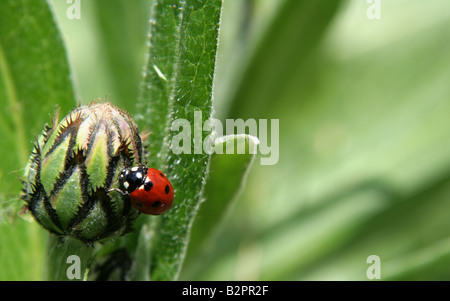 Marienkäfer auf eine Glühbirne Stockfoto