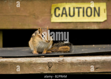 Östliche Chipmunk (Tamias Striatus) auf Stufen vor Vorsicht Zeichen