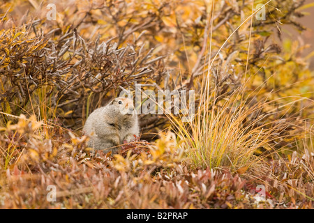 Arktischen Ziesel (Citellus Parryi) Tundra Vegetation Stockfoto