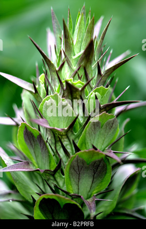 Bär der Reithose (Acanthus Mollis) Stockfoto