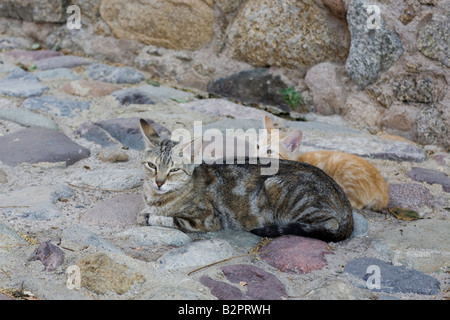 Zwei Katzen, die Ruhe im freien Stockfoto