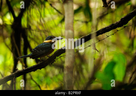 Grün und rufous Kingfisher Chloroceryle inda Stockfoto