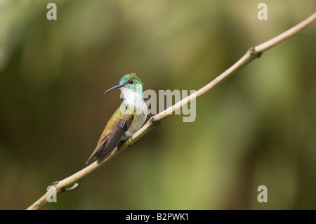 Weiße chested Smaragd Amazilia chionopectus Stockfoto