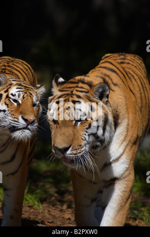 Ein paar der sibirischen Tiger Panthera Tigris Altaica zu Fuß auf den Betrachter Stockfoto