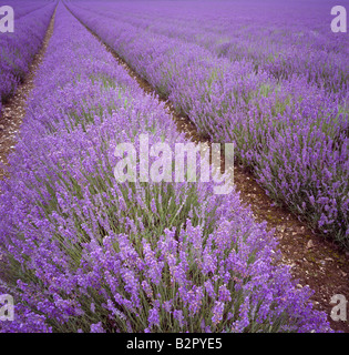 Lavendel-Feld. Schloss Hof, Shoreham, Darent Tal, Sevenoaks, Kent, England, UK. Stockfoto