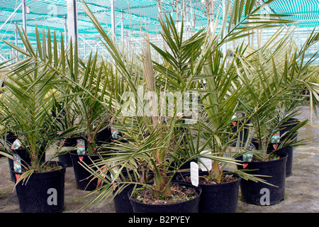 Phoenix Canariensis Kanarische Dattelpalme Stockfoto