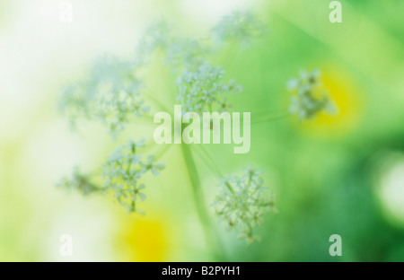 Impressionistische Zweige der weißen Flowerhead Kuh Petersilie mit gelben Blüten von Creeping buttercup Stockfoto