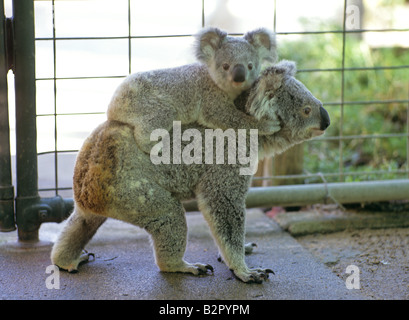 Mutter und ein Kind des Koala im Koala Park-Magnetic Island-Queensland-Australien Stockfoto