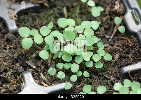 Aquilegia-Setzlinge, die kleine Pflanzen säumen, wachsen in der Nähe auf dem Setzkorb in einem Gewächshaus England Vereinigtes Königreich GB Großbritannien Stockfoto