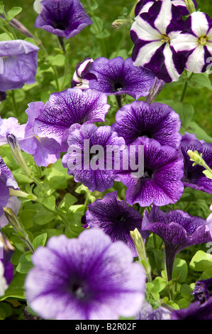 Violette Petunias Petunia Blumen Blüten Solanaceae Beetpflanzen im Sommer Nahaufnahme England UK Vereinigtes Königreich GB Großbritannien Stockfoto