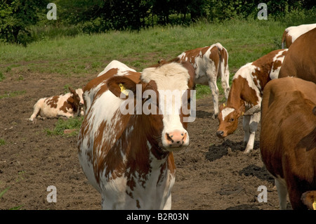 Nahaufnahme von jungen Ayrshire-Rindern Kuh Kühe in einem Field North Yorkshire England UK Vereinigtes Königreich GB Großbritannien Stockfoto