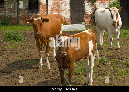 Junge Ayrshire Rinder Kuh Kühe auf einer Farm North Yorkshire England GB Vereinigtes Königreich GB Großbritannien Stockfoto