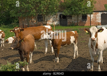 Ayrshire Rinder Kuh Kühe Vieh in einem Bauernhof Yorkshire England Großbritannien Großbritannien GB Großbritannien Stockfoto