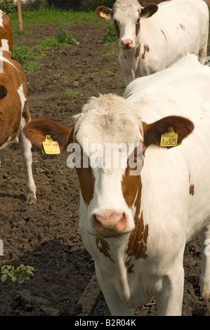 Ayrshire Rinder Kuh Kühe Nahaufnahme North Yorkshire England Großbritannien Vereinigtes Königreich GB Großbritannien Stockfoto