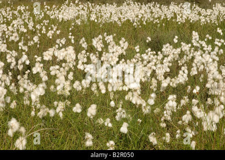 Gemeines Baumwollgras, das im Sumpfmoor wächst eriophorum angustifolium im Sommer North Yorkshire England UK Vereinigtes Königreich GB Großbritannien Stockfoto