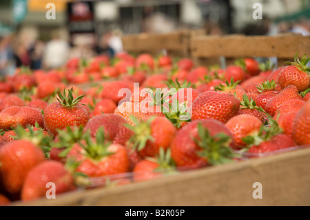 Nahaufnahme der Schärfe Schärfe frischer englischer Erdbeeren Nahaufnahme North Yorkshire England UK Großbritannien Großbritannien Großbritannien Stockfoto