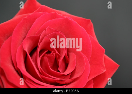 Nahaufnahme von roten Rose auf schwarzem Hintergrund Stockfoto