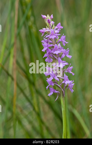 Duftende Orchidee (Gymnadenia Conopsea) close-up Flowerspike Dalby Forest North York Moors National Park North Yorkshire England Stockfoto