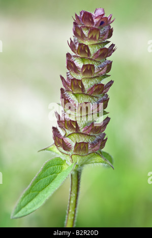 Pyramidale Bugle Ajuga Pyramidalis Dalby Forest North York Moors National Park North Yorkshire England UK Europe Juli Stockfoto