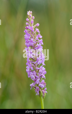 Duftende Orchidee (Gymnadenia Conopsea Nahaufnahme von Flowerspike Dalby Forest North York Moors National Park North Yorkshire England Stockfoto