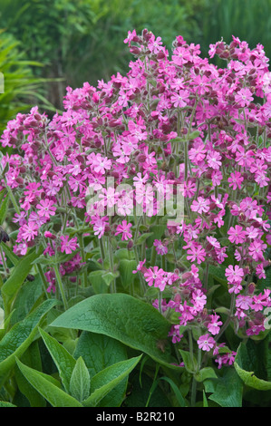 Red Campion Silene Dioica Blüte Fair Isle Shetland-Inseln Schottland UK Juni Stockfoto