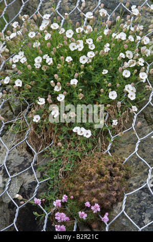 Meer Campion (Silene Maritima) Blüte, wächst auf Felsen durch Maschendraht Fair Isle Shetland-Inseln Schottland UK Juni gesichert Stockfoto